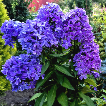 ФЛОКС ГОРДОСТЬ РОССИИ (10шт)