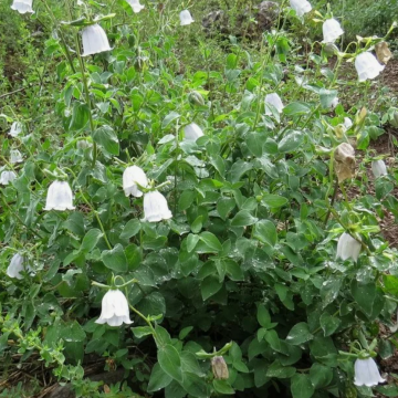 КОДОНОПСИС КЛЕМАТИСОВИДНЫЙ (10шт)