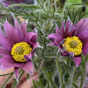 ПРОСТРЕЛ РОЗОВЫЙ РЕЗНЫЕ ЛЕПЕСТКИ (10шт)