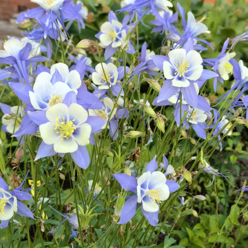 АКВИЛЕГИЯ ГОЛУБАЯ ЗВЕЗДА (15шт)