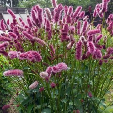 КРОВОХЛЕБКА МЕНЗИСА (10шт)