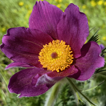 ПРОСТРЕЛ ПАВЛОВОЙ (10шт)