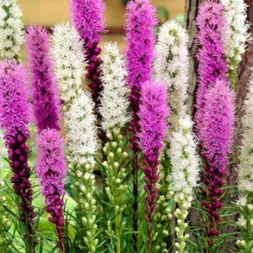 ЛИАТРИС СМЕСЬ РАСЦВЕТОК (10шт)