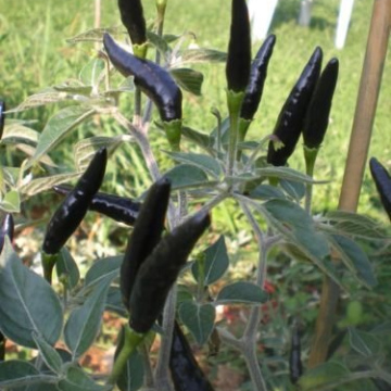 ПЕРЕЦ ОСТРЫЙ ЧЕРНАЯ КОБРА (10шт)