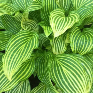 ХОСТА МИТО-НО-ХАНА (10шт)