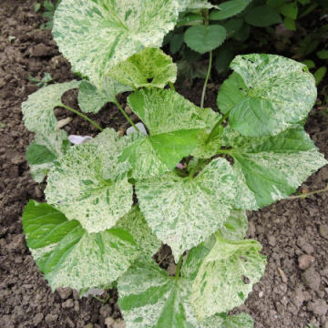 ФИАЛКА ФРИКЛЕС БИНСТЕД (10шт)