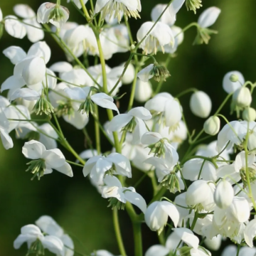 ВАСИЛИСТНИК ДЕЛАВЕЯ БЕЛЫЙ (10шт)