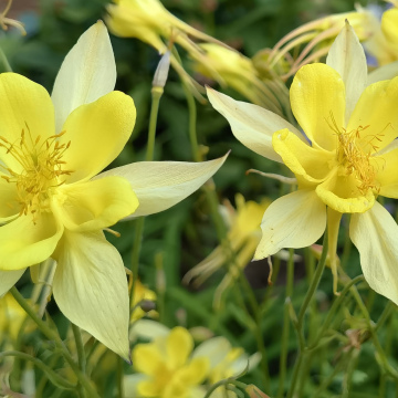 АКВИЛЕГИЯ ЖЕЛТАЯ ЗВЕЗДА (10шт)