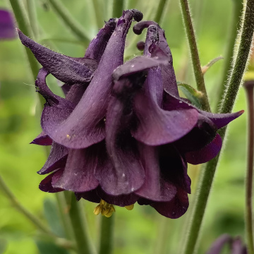 АКВИЛЕГИЯ БЛЕК ПЕРЛ (15шт)