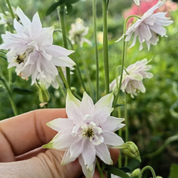 НОВИНКА! АКВИЛЕГИЯ НЕЖНО-РОЗОВАЯ МАХРОВАЯ (15шт)