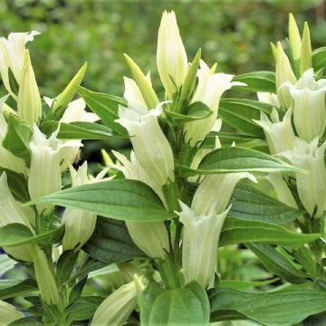 ГОРЕЧАВКА ЛАСТОВНЕВАЯ БЕЛАЯ (15шт)