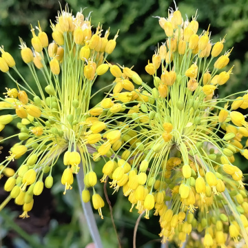 ЛУК FLAVUM (10шт)