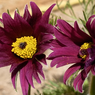 ПРОСТРЕЛ БОРДОВЫЙ РЕЗНЫЕ ЛЕПЕСТКИ (10шт)