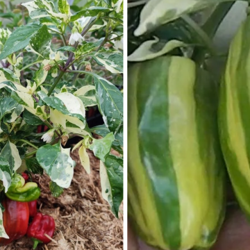 ПЕРЕЦ СЛАДКИЙ Candy Cane Red (10шт)