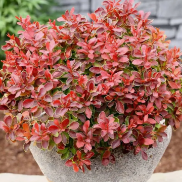 БАРБАРИС АДМИРЕЙШЕН (5шт)