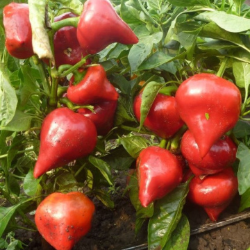 ПЕРЕЦ ТОЛСТОСТЕННЫЙ ЛЕСЯ (10шт)